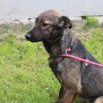 Pies do adopcji, Bełchatów, 17 września 2024