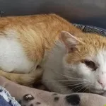 Znaleziono kota, Racławice, 21 maja 2025