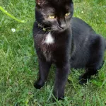 Zaginął kot, Łódź, 25 maja 2025