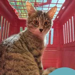 Znaleziono kota, Gdynia, 18 maja 2025