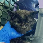 Znaleziono kota, Gdańsk, 26 maja 2025