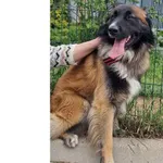 Pies do adopcji, Wrocław, 2 maja 2025