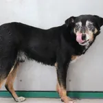 Znaleziono psa, Łódź, 26 maja 2025