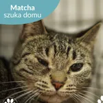 Kot do adopcji, Starogard Gdański, 27 maja 2025