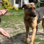 Pies do adopcji, Głowno, 27 maja 2025