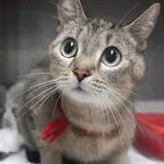 Znaleziono kota, Gdańsk, 26 maja 2025