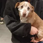 Znaleziono psa, Toruń, 23 maja 2025