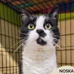 Kot do adopcji, Gdynia, 27 maja 2025