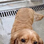 Znaleziono psa, Lublin, 26 maja 2025