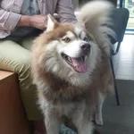 Znaleziono psa, Gdańsk, 27 maja 2025