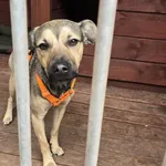 Pies do adopcji, Gorzów Wielkopolski, 19 czerwca 2025