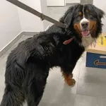 Znaleziono psa, Toruń, 22 maja 2025