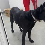 Znaleziono psa, Toruń, 22 maja 2025