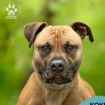 Pies do adopcji, Gdynia, 27 maja 2025