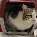 Kocurek poz. 25/232/K