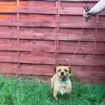 Znaleziono psa, Czartki, 27 maja 2025