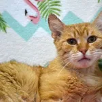 Kot do adopcji, Chełmek, 28 maja 2025