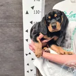 Znaleziono psa, Chełmek, 27 maja 2025