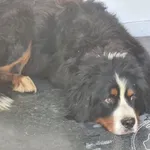 Znaleziono psa, Chełmek, 27 maja 2025