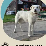 Znaleziono psa, Dąbrówka, 24 maja 2025