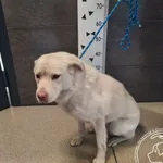 Znaleziono psa, Chełmek, 28 maja 2025