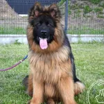 Znaleziono psa, Chełmek, 4 sierpnia 2024