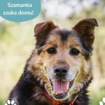 Pies do adopcji, Dąbrówka, 28 maja 2025