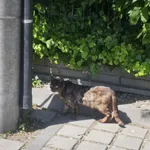 Znaleziono kota, Łódź, 29 maja 2025