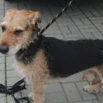 Znaleziono psa, Gdańsk, 29 maja 2025