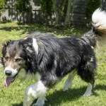 Pies do adopcji, Bełchatów, 1 maja 2025