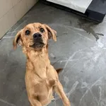 Pies do adopcji, Kraków, 11 maja 2025