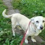 Pies do adopcji, Włocławek, 28 maja 2025