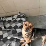 Pies do adopcji, Kraków, 11 maja 2025