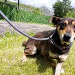 Pies do adopcji, Bełchatów, 17 kwietnia 2025