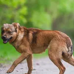 Pies do adopcji, Nowodwór, 28 maja 2025