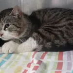 Znaleziono kota, Gdańsk, 30 maja 2025