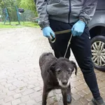 Pies do adopcji, Orzechowce, 29 maja 2025