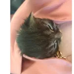 Znaleziono kota, Białystok, 23 maja 2025