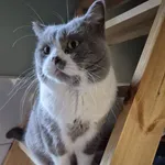 Zaginął kot, Łódź, 30 maja 2025