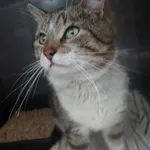 Znaleziono kota, Gdańsk, 30 maja 2025