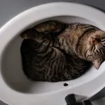 Zaginął kot, Łódź, 30 maja 2025