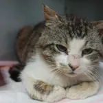 Znaleziono kota, Gdańsk, 30 maja 2025