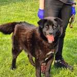 Znaleziono psa, Lublin, 28 maja 2025