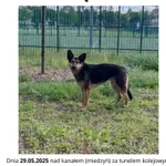 Zaginął pies, Bydgoszcz, 30 maja 2025