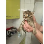 Znaleziono kota, Białystok, 30 kwietnia 2025