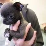 Znaleziono psa, Łódź, 29 maja 2025