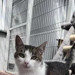 Kot do adopcji, Włocławek, 30 maja 2025