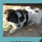 Znaleziono psa, Dąbrówka, 29 maja 2025