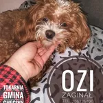 Zaginął pies, Tokarnia, 31 maja 2025