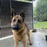 Pies do adopcji, Kraków, 17 maja 2025